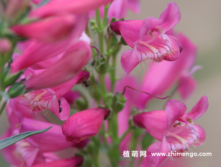 钓钟柳怎么繁殖，可以播种、分株、扦插