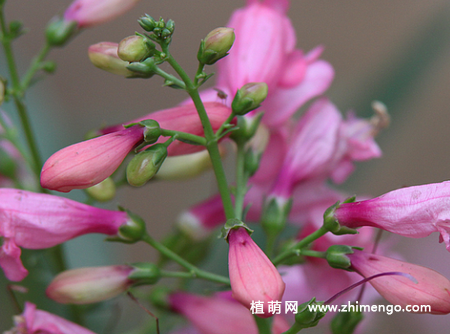 钓钟柳怎么繁殖，可以播种、分株、扦插