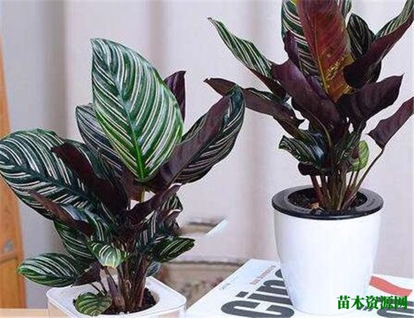 双线竹芋叶片下垂是为什么 双线竹芋水培方法