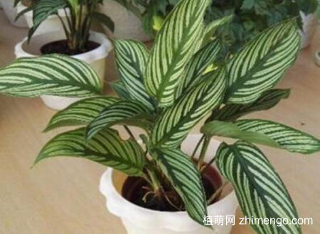 双线竹芋怎么浇水，双线竹芋的浇水施肥技巧