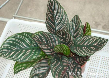 双线竹芋怎么浇水，双线竹芋的浇水施肥技巧