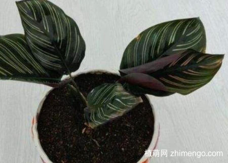 双线竹芋怎么浇水，双线竹芋的浇水施肥技巧