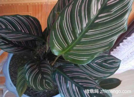 双线竹芋怎么浇水，双线竹芋的浇水施肥技巧