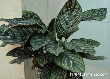 双线竹芋怎么浇水，双线竹芋的浇水施肥技巧
