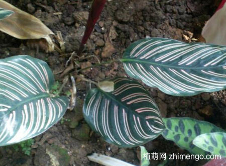 双线竹芋怎么浇水，双线竹芋的浇水施肥技巧