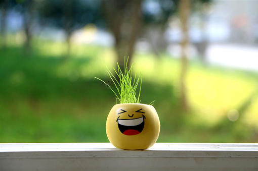 “观叶植物”双线竹芋有毒吗？能放在室内卧室养吗？