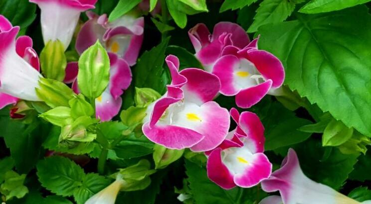 夏堇花语是什么？夏堇花期多长？