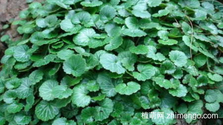 虎耳草可以水培吗？虎耳草的水培方法