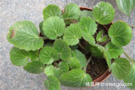虎耳草可以水培吗？虎耳草的水培方法