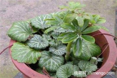 虎耳草可以水培吗？虎耳草的水培方法