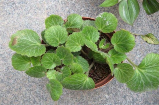 虎耳草常见的四大虫害及防治方法