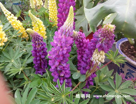 鲁冰花怎么繁殖,2种繁殖方式