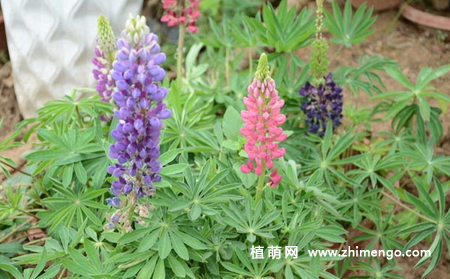 鲁冰花怎么繁殖,2种繁殖方式