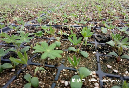 鲁冰花怎么繁殖,2种繁殖方式