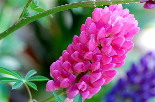 鲁冰花怎么养 鲁冰花的养殖方法(图)