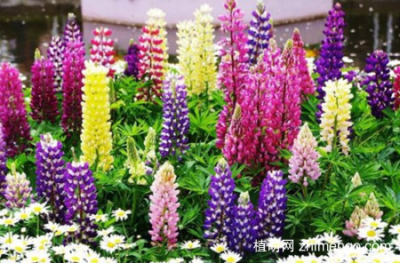 鲁冰花种植方法，鲁冰花如何种植