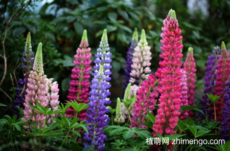 鲁冰花种植方法，鲁冰花如何种植