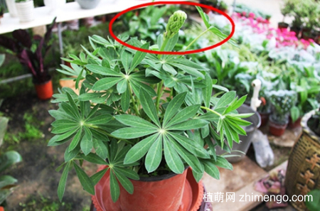 鲁冰花种植方法，鲁冰花如何种植