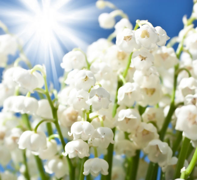二月兰花好吗 二月兰花的养殖方法