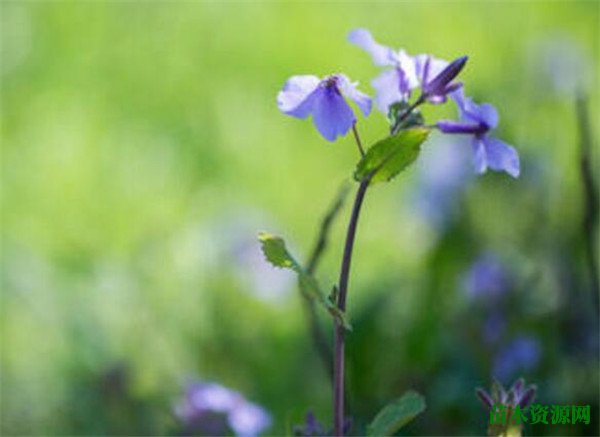 二月兰花花期多长 二月兰花怎么养