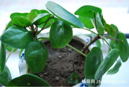 镜面草可以水培吗？镜面草水养方法