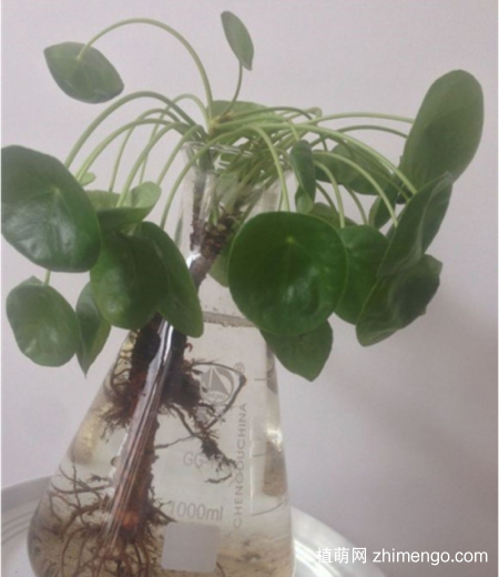 镜面草可以水培吗？镜面草水养方法