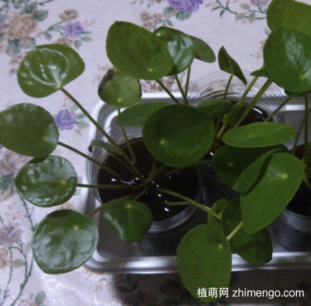镜面草可以水培吗？镜面草水养方法