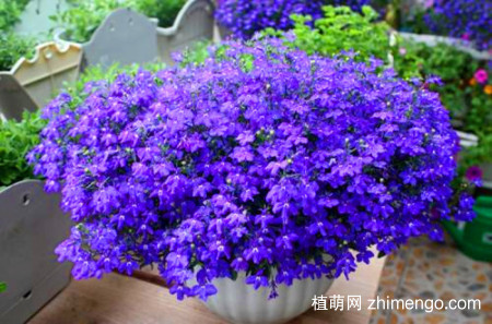 六倍利怎么养，六倍利的养殖方法和注意事项