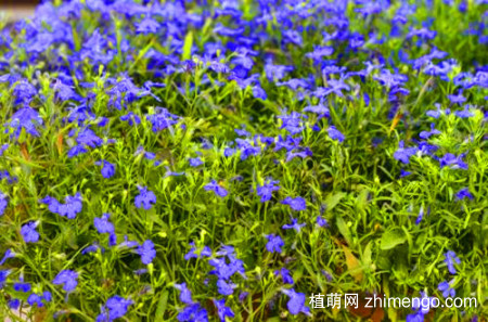 六倍利怎么养，六倍利的养殖方法和注意事项