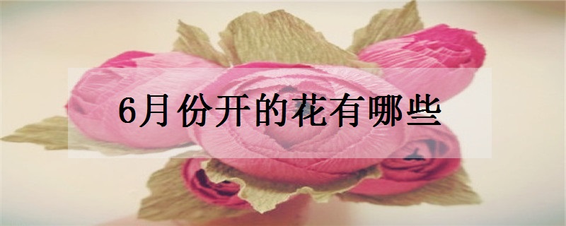 6月份开的花有哪些 什么花六月份开