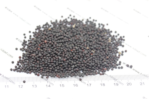 满天星种子播种后几天才能开花？