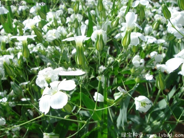 满天星种子播种后几天才能开花？