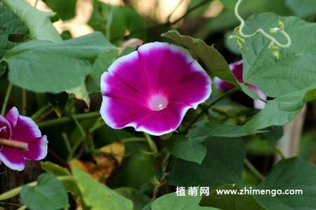 25张唯美的牵牛花图片
