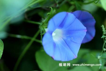25张唯美的牵牛花图片