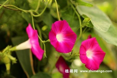 25张唯美的牵牛花图片