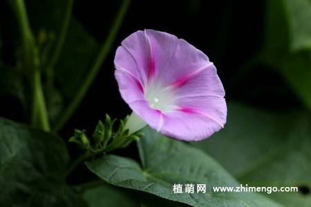 25张唯美的牵牛花图片