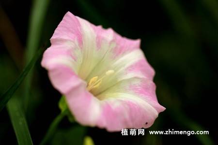 25张唯美的牵牛花图片