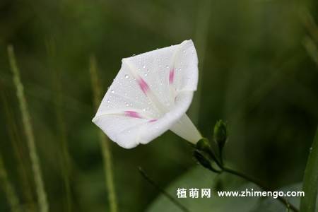 25张唯美的牵牛花图片