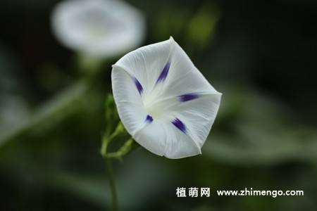 25张唯美的牵牛花图片