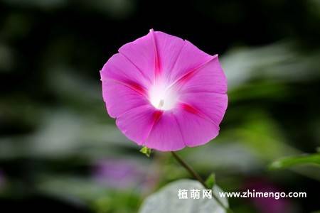 25张唯美的牵牛花图片