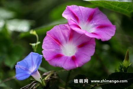 25张唯美的牵牛花图片