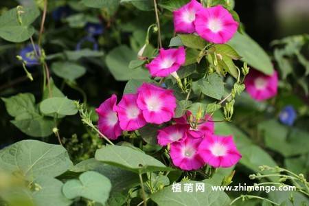 25张唯美的牵牛花图片