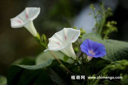 25张唯美的牵牛花图片