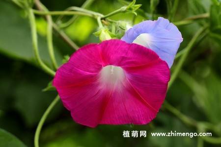 25张唯美的牵牛花图片