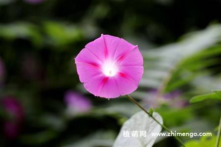 25张唯美的牵牛花图片