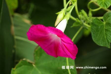 25张唯美的牵牛花图片