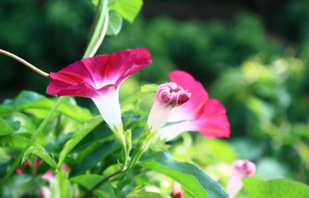 牵牛花(喇叭花)图片及简介