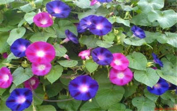 牵牛花风水寓意 象征什么