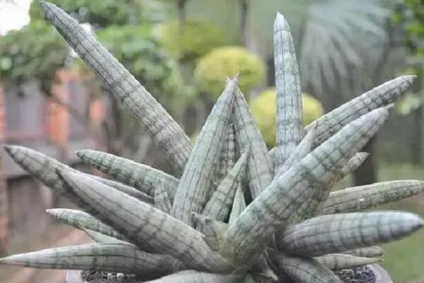 七种虎皮兰介绍及图片大全欣赏