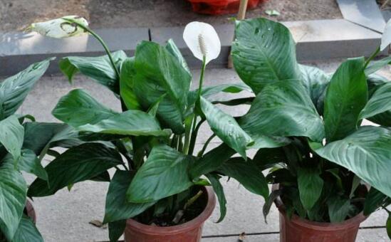 白掌为什么不开花？让白掌开花的四个养护方法